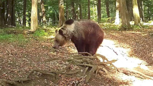 Hitelesen a barnamedvékről 2.