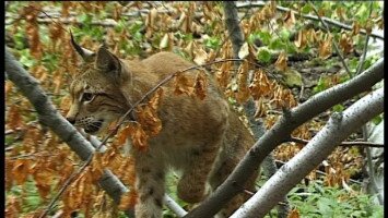 Hiúzok a Bükki Nemzeti Park Igazgatóság működési területén