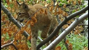 Hiúzok a Bükki Nemzeti Park Igazgatóság működési területén