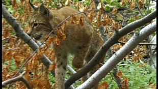 Hiúzok a Bükki Nemzeti Park Igazgatóság működési területén