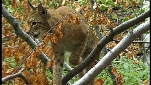 Hiúzok a Bükki Nemzeti Park Igazgatóság működési területén