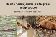 Hódító hódok jelenléte a Nógrádi Tájegységben