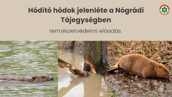 Hódító hódok jelenléte a Nógrádi Tájegységben