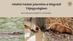 Hódító hódok jelenléte a Nógrádi Tájegységben