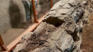 Hogyan pusztult el az ipolytarnóci ősfa egy darabja 1849-ben?
