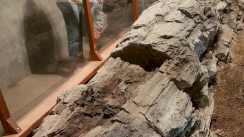 Hogyan pusztult el az ipolytarnóci ősfa egy darabja 1849-ben?