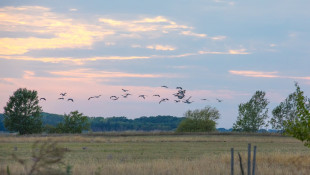 Hol vannak a darvaink?