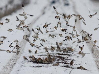 Hósármány (Plectrophenax nivalis)