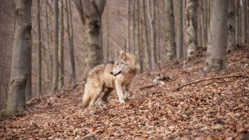 Hosszú utat tett meg: már Nógrádban jár a „svájci” farkas