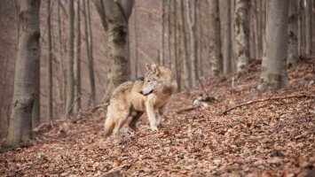 Hosszú utat tett meg: már Nógrádban jár a „svájci” farkas