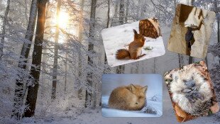 Hová tűnnek télen az állatok?  - Téli foglalkozások óvodásoknak