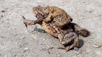 Húsvéti Békák a Miocén Ősvilágban