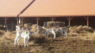 Idén már hetven borjú látta meg a napvilágot a Szürke Szálláson