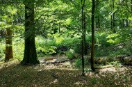 Őserdő túra