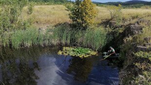 Inváziós fajok elleni védekezés a Markazi kőbányatavon