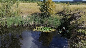 Inváziós fajok elleni védekezés a Markazi kőbányatavon