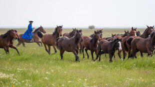 Jelentős genetikai értéket képviselő furioso-north star lovak érkeztek a Batúz-tanyára