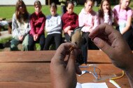 „A Tanár Úr válaszol” – Madárgyűrűzés a Szitakötő-kutatóháznál a Miskolci Herman Ottó Gimnázium közreműködésével