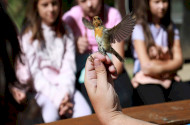 Augusztusi madárgyűrűzés a Szitakötő háznál