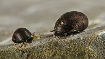 Kácsi időutazások III.: A fekete bödöncsiga