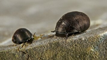 Kácsi időutazások III.: A fekete bödöncsiga