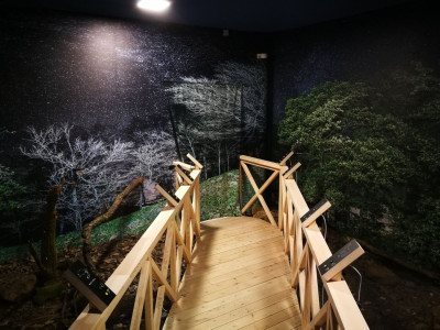 jszakai erdő terme2