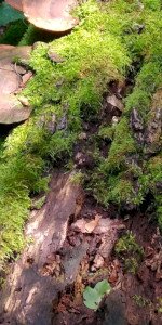 Kerecsendi-erdő (Berek -erdő) tanösvény