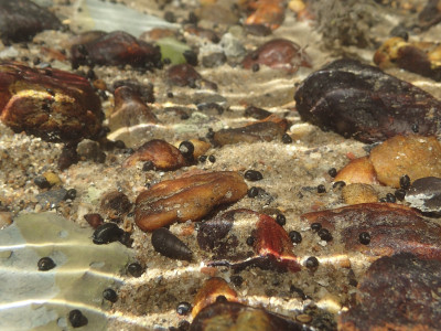 3_Násfayné Kőházi Mária M_X_8100121mv2e