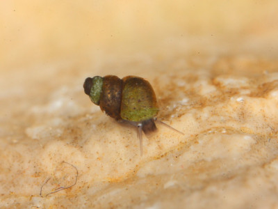 6_kácsi_patakcsiga_Alexander Mrkvicka