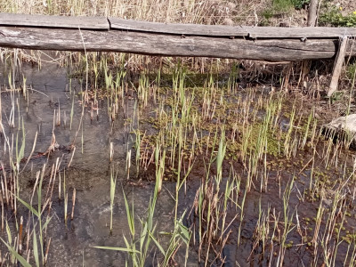 Kácsi-patak a beavatkozás (nádirtás) előtt_2