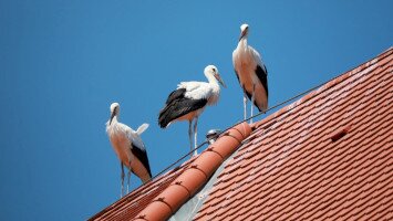 Kirepültek az egri kisgólyák!