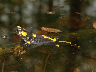 Salamandra_MG
