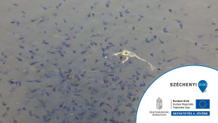 Kisvízi élőhelyek – Források, forráslápok és a kapcsolódó élőhelyek védelme a Bükki Nemzeti Park Igazgatóság működési területén KEHOP-4.1.0-15-2016-00058