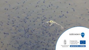 Kisvízi élőhelyek – Források, forráslápok és a kapcsolódó élőhelyek védelme a Bükki Nemzeti Park Igazgatóság működési területén KEHOP-4.1.0-15-2016-00058