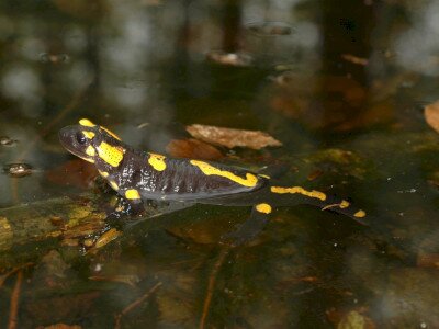Salamandra_MG