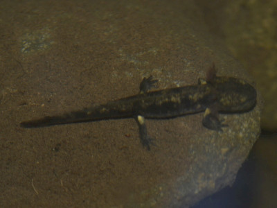 Foltos szalamandra lárva