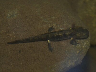 Foltos szalamandra lárva