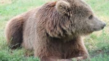 Közlemény a Miskolcon észlelt medvéről