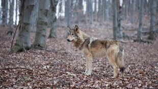 Kutyák követték el a korábban farkasoknak tulajdonított támadásokat