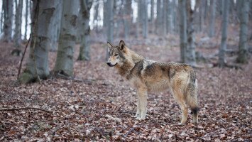 Kutyák követték el a korábban farkasoknak tulajdonított támadásokat