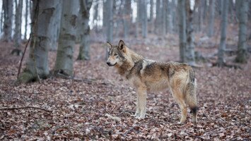 Kutyák követték el a korábban farkasoknak tulajdonított támadásokat