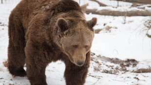 Lakossági fórum a barna medve megjelenésének okairól, védekezési lehetőségekről