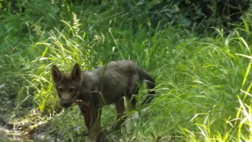 LECA - A nagyragadozókkal való együttélés javítása (Improving life with large carnivores)