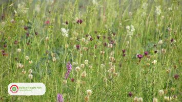 Letettük a fűnyírót – a Bükki Nemzeti Park Igazgatóság is csatlakozott a „Vágatlan május” kezdeményezéshez!