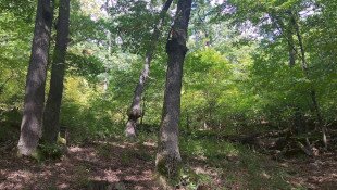 Life4OakForests - újságíróknak mutattuk be a programot Garábon