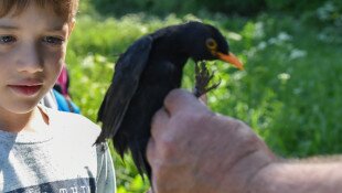 Madarak és Fák Napja a Bábakalács Természetiskolában