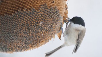 madáretetés, természetvédelem, bükki nemzeti park igazgatóság