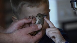 Madárgyűrűzés a Harkály Házban