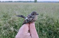 Madárgyűrűzés a Kesznyéteni Tájvédelmi Körzetben, Tiszalúcon
