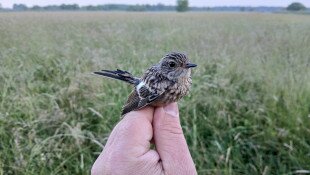 Madárgyűrűzés a Kesznyéteni Tájvédelmi Körzetben, Tiszalúcon